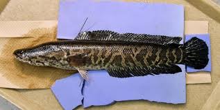 Image result for Channa argus