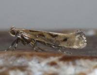 Attēlu rezultāti vaicājumam “Calybites phasianipennella”