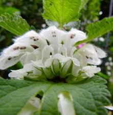 Attēlu rezultāti vaicājumam “Lamium album flower”