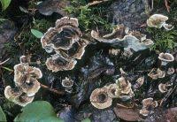 Attēlu rezultāti vaicājumam “Phellodon tomentosus”