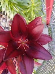 Image result for Astrantia majon `Abbey Road`