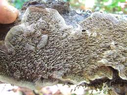 Attēlu rezultāti vaicājumam “Datronia mollis”