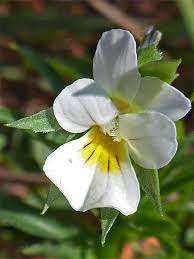 Attēlu rezultāti vaicājumam “Viola arvensis flower”