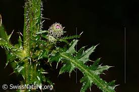 Attēlu rezultāti vaicājumam “Cirsium palustre leaf”