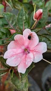 Attēlu rezultāti vaicājumam “Balsaminaceae”