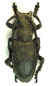 Attēlu rezultāti vaicājumam “Lamia textor”