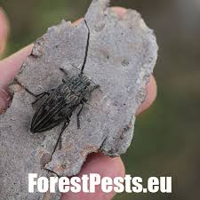 Attēlu rezultāti vaicājumam “Chalcophora mariana”