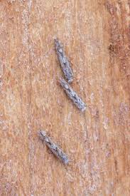 Attēlu rezultāti vaicājumam “Phyllonorycter apparella”