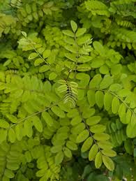 Attēlu rezultāti vaicājumam “Robinia”