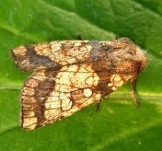 Attēlu rezultāti vaicājumam “Gortyna flavago”