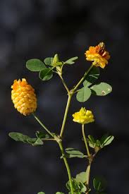Attēlu rezultāti vaicājumam “Trifolium aureum flower”