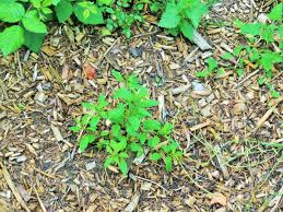 Attēlu rezultāti vaicājumam “Chenopodium polyspermum leaf”