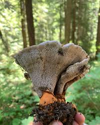 Attēlu rezultāti vaicājumam “Hydnellum aurantiacum”