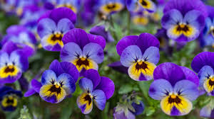 Image result for violet