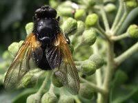 Attēlu rezultāti vaicājumam “Mesembrina meridiana”