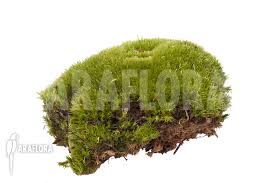 Attēlu rezultāti vaicājumam “Leucobryum glaucum”