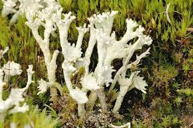 Attēlu rezultāti vaicājumam “Cladonia deformis”