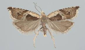 Attēlu rezultāti vaicājumam “Ancylis myrtillana”