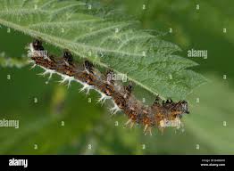 Attēlu rezultāti vaicājumam “Polygonia c-album larva”