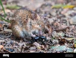 Attēlu rezultāti vaicājumam “Apodemus agrarius”
