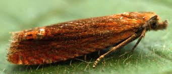 Attēlu rezultāti vaicājumam “Lathronympha strigana”