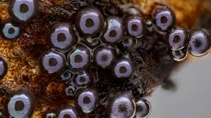 Attēlu rezultāti vaicājumam “Lamproderma nigrescens spores”