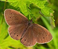Attēlu rezultāti vaicājumam “Aphantopus hyperantus underside”