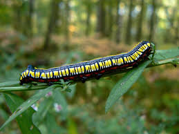 Attēlu rezultāti vaicājumam “Cucullia lucifuga larva”