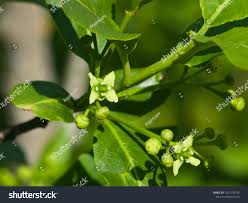 Attēlu rezultāti vaicājumam “Euonymus europaeus flower”