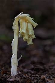 Attēlu rezultāti vaicājumam “Monotropa hypopitys bud”