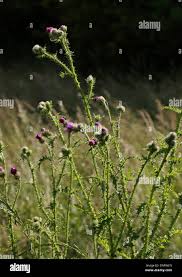 Attēlu rezultāti vaicājumam “Cirsium palustre fruit”