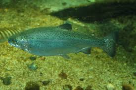 Image result for Oncorhynchus mykiss