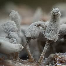 Attēlu rezultāti vaicājumam “Arcyria cinerea”