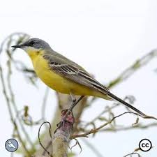 Attēlu rezultāti vaicājumam “Motacilla flava flava adult”