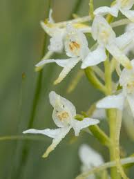 Attēlu rezultāti vaicājumam “Platanthera bifolia leaf”