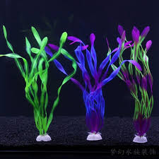 「水蘭」的圖片搜尋結果