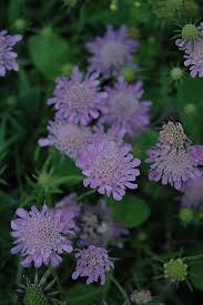 Image result for Scabiosa columbaria