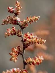 Attēlu rezultāti vaicājumam “Myrica gale fruit”