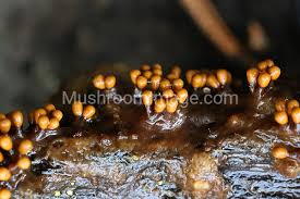 Attēlu rezultāti vaicājumam “Trichia scabra”