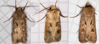 Attēlu rezultāti vaicājumam “Agrotis exclamationis”