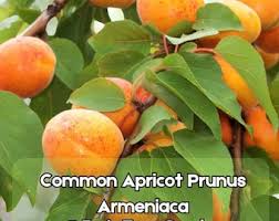 Attēlu rezultāti vaicājumam “Prunus armeniaca fruit”