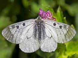 Attēlu rezultāti vaicājumam “Parnassius mnemosyne upperside”