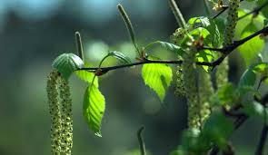 Attēlu rezultāti vaicājumam “Betula pendula flower”
