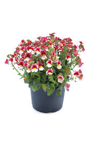 Image result for Elfenspiegel