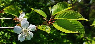 Attēlu rezultāti vaicājumam “Padus avium fruit”