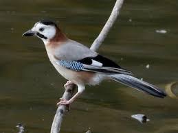 Attēlu rezultāti vaicājumam “Garrulus glandarius adult”