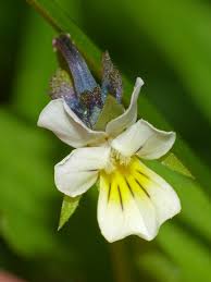 Attēlu rezultāti vaicājumam “Viola arvensis”