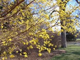 Attēlu rezultāti vaicājumam “Cornus mas flower”