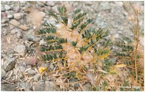 Attēlu rezultāti vaicājumam “Astragalus glycyphyllos fruit”