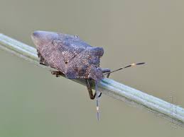 Attēlu rezultāti vaicājumam “Troilus luridus”